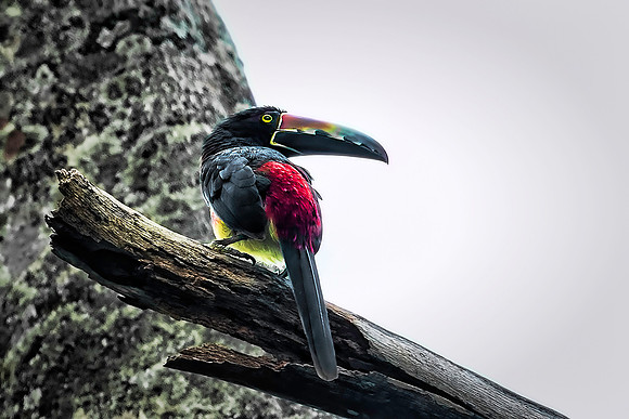 Collared Aracari