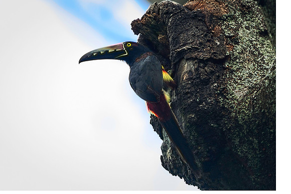 Collared Aracari at Nest Hole