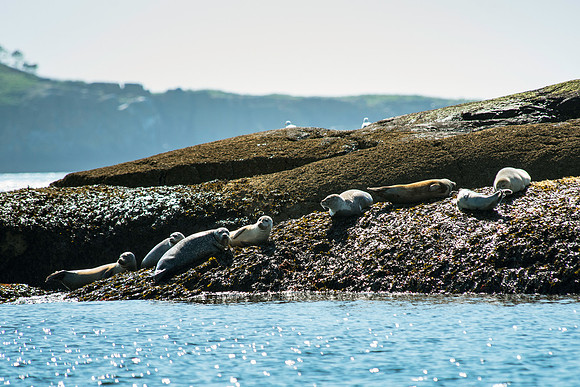 Seals on the Way to Pettit Manaan