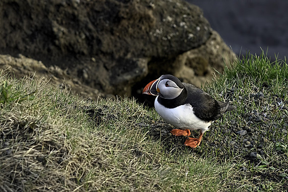 Atlantic Puffin