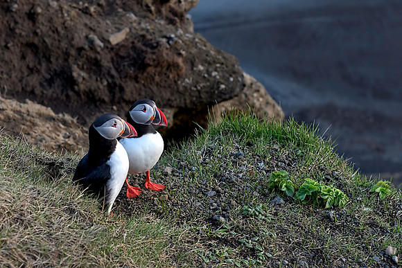 Pair of Atlantic Puffins