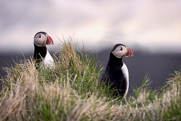 Pair of Atlantic Puffins