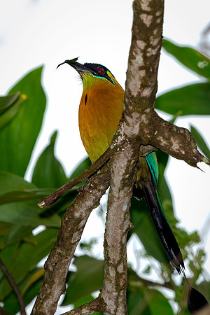 Blue-crowned Motmot