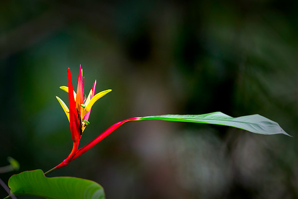 Pico Bonito Flower