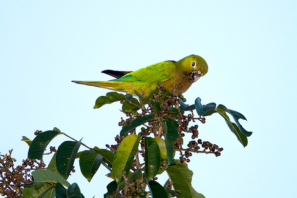 Parrot