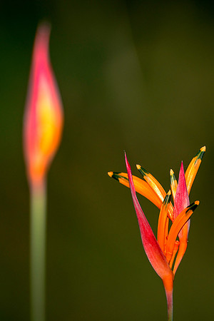 Pico Bonito Flower