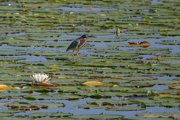 Green Heron on Lily Pads