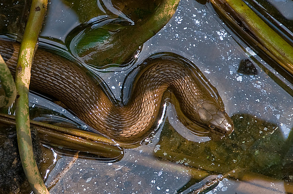 Brown Water Snake at Leesylvania State Park, VA