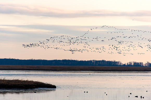 Snow Geese Lift-Off at Prime Hook National Wildlife Refuge, DE