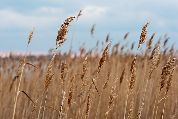 Sea-Oats, Prime Hook National Wildlife Refuge, DE