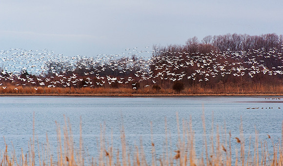 Snow Geese Lift-Off at Prime Hook National Wildlife Refuge, DE