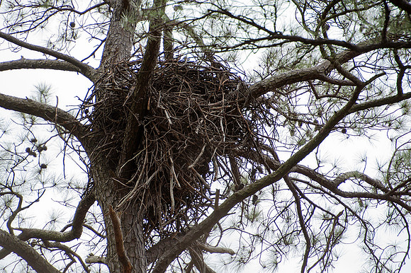 Eagle Nest on or Near Blackwater national Wildlife Refuge