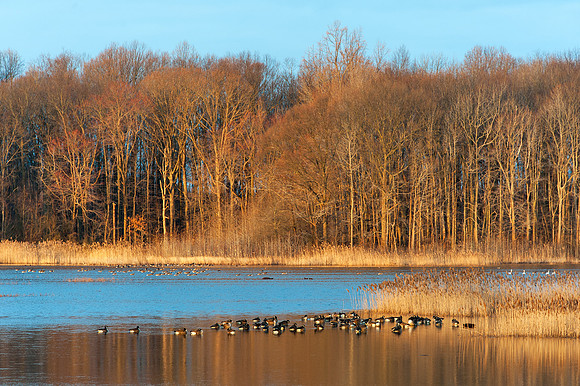 Sunrise at Bombay Hook National Wildlife Refuge, DE