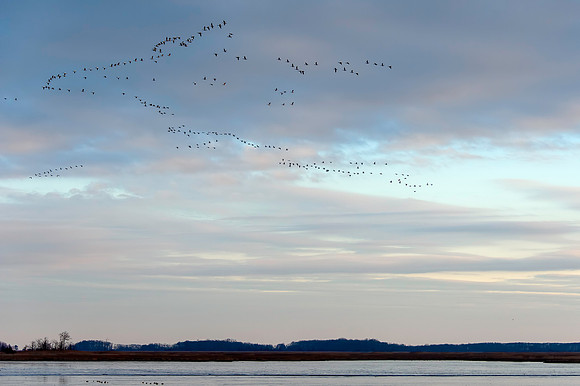 Snow Geese Lift Off at Sunrise Prime Hook National Wildlife Refuge DE