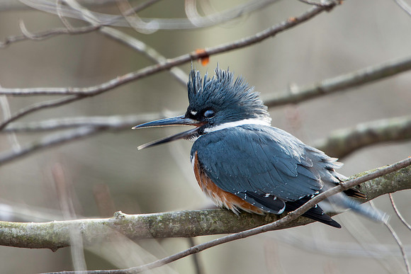 Female Belted Kingfisher