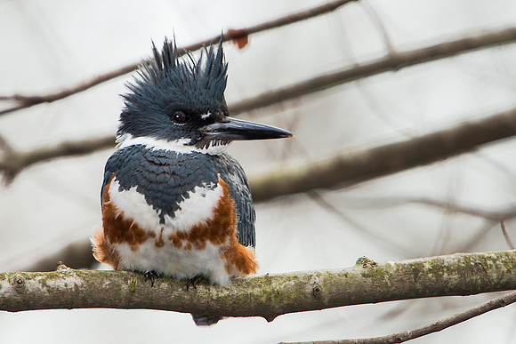 Female Belted Kingfisher