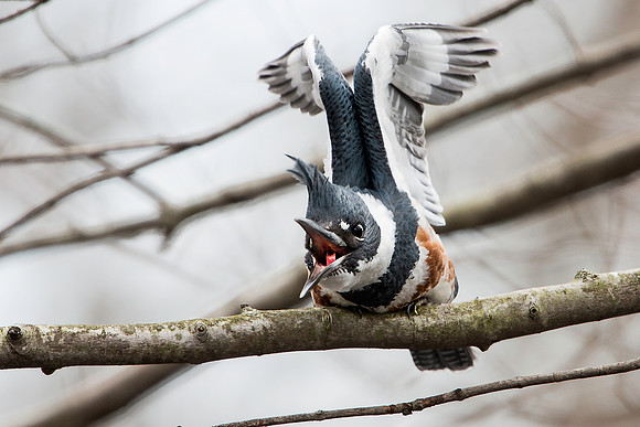 Female Belted Kingfisher Stretching and Yawning