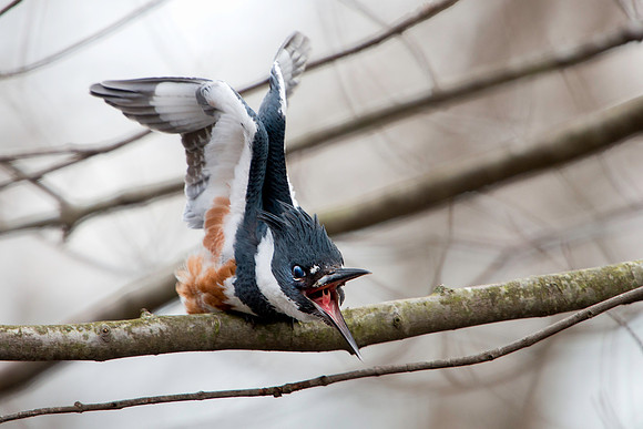 Female Belted Kingfisher  Stretching and Yawning