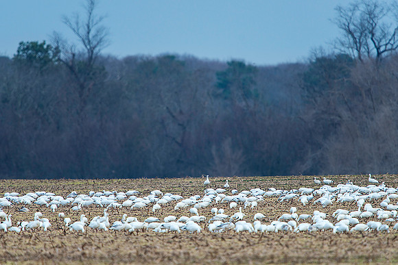 Field of Snow Geese