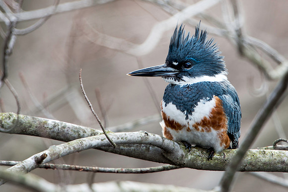 Female Belted Kingfisher