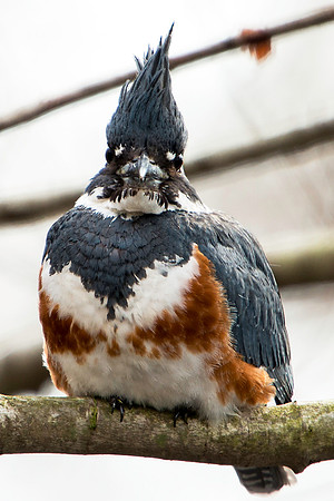 Female Belted Kingfisher