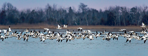 Snow Geese Lift Off at PHNWR
