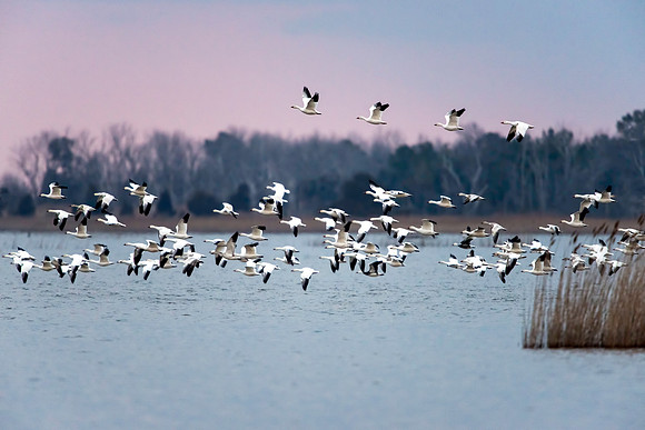 Snow Geese Lift Off at PHNWR