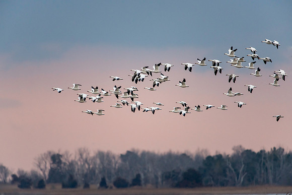 Snow Geese Lift Off at Sunrise at PHNWR