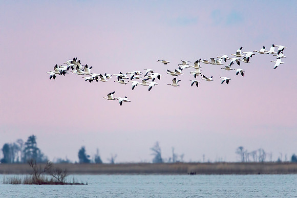 Snow Geese at Sunrise Prime Hook NWR
