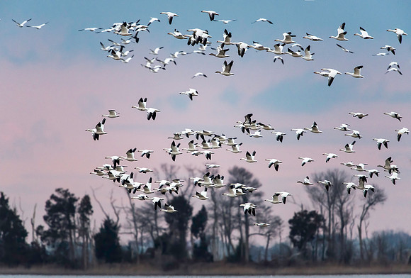Flock of Snow Geese at Prime Hook
