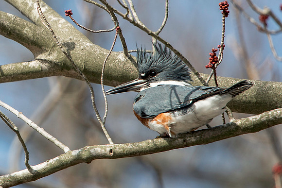 Female Belted Kingfisher