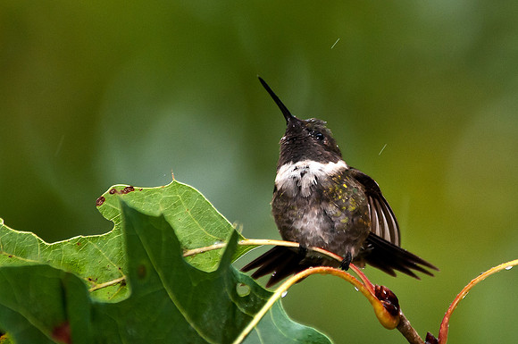 Ruby-throated Hummingbird Photographed during Hurricane Irene