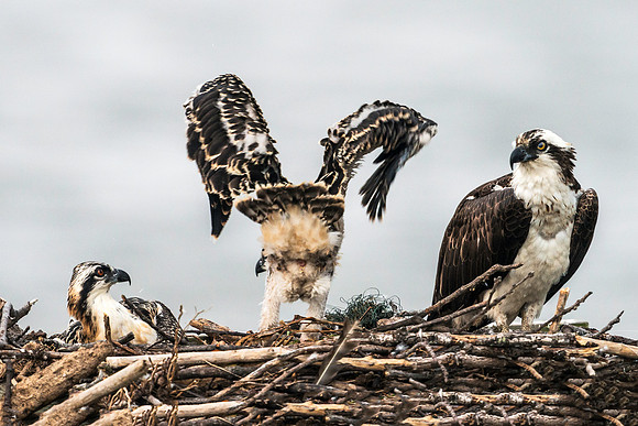 Osprey Chick Showing a Little Butt