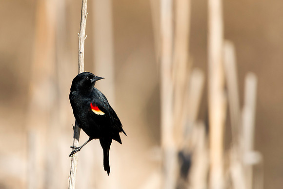 Red-winged Blackbird