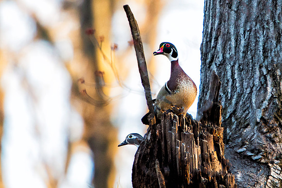 Male & Female Wood Ducks