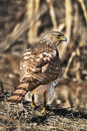 Immature Coopers Hawk