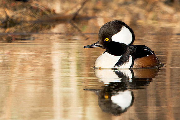 Male Hooded Merganser