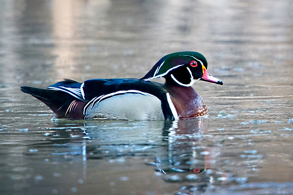 Drake Wood Duck