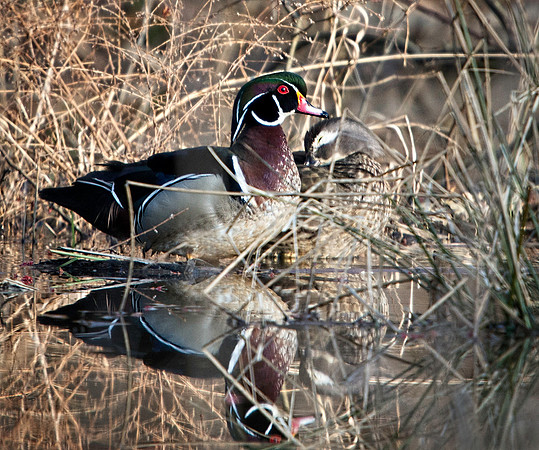 Drake and Hen Wood Ducks