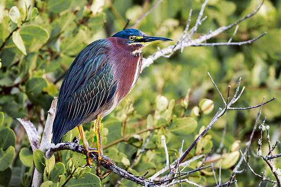 Green Heron
