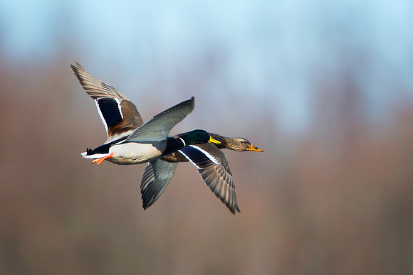 Mallards in Flight