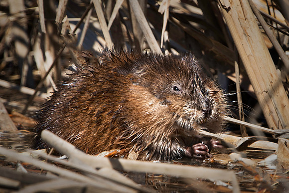 Muskrat