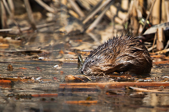 Muskrat