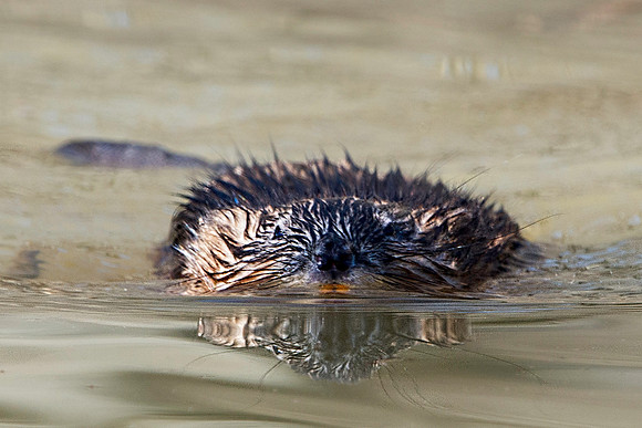 Muskrat