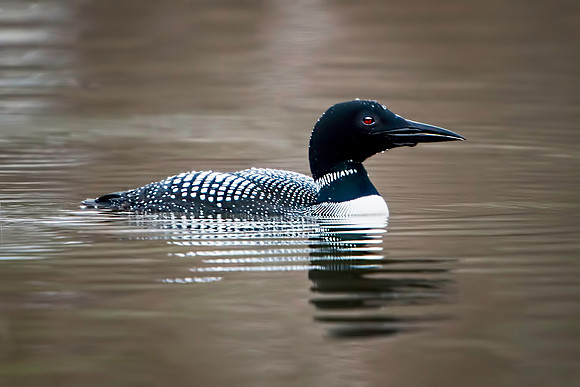 Common Loon