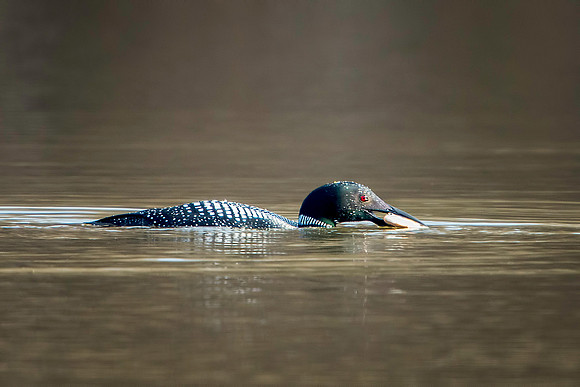 Common Loon with Fish