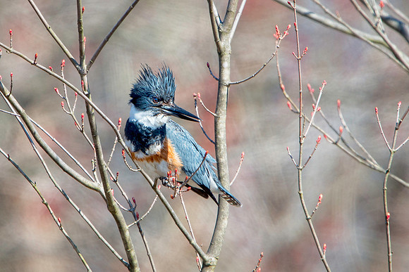 Female Kingfisher at Beaver Pond