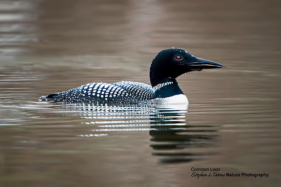 Common Loon