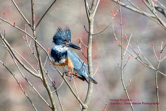 Kingfisher
