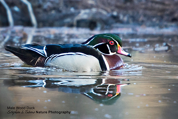 Drake Wood Duck